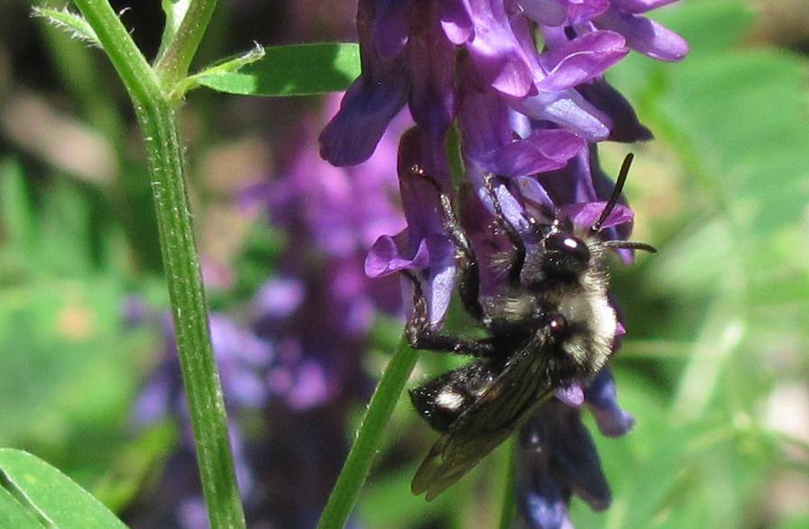 Xylocopa? No. Melecta sp.